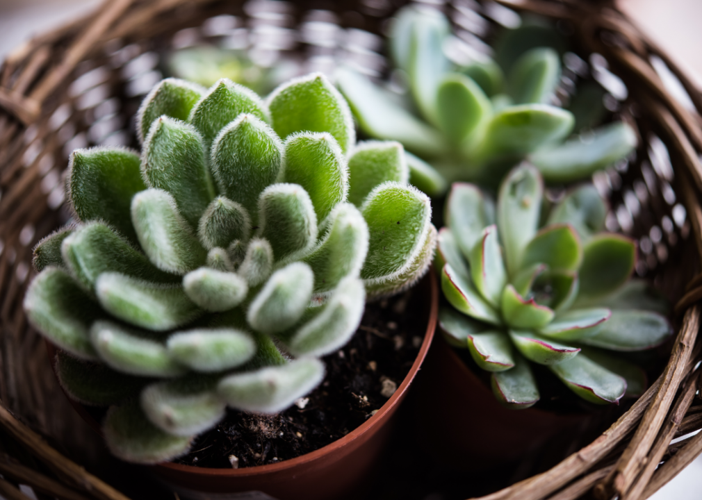 20 tips to help your houseplants survive the winter